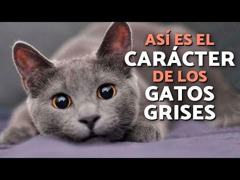 ¿Cómo son los GATOS GRISES? 😽🩶 ¡Su PERSONALIDAD te sorprenderá!
