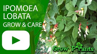 Ipomoea lobata - grow & care (Fire cracker vine)