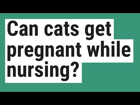 Can cats get pregnant while nursing?