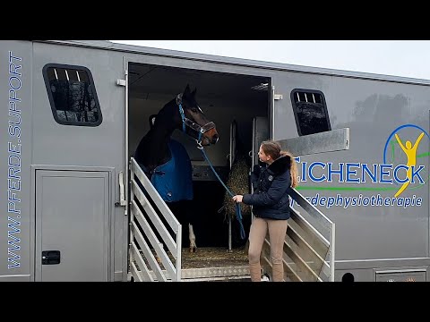 Wir kaufen ein Springpferd - Herdeneingliederung geht schief