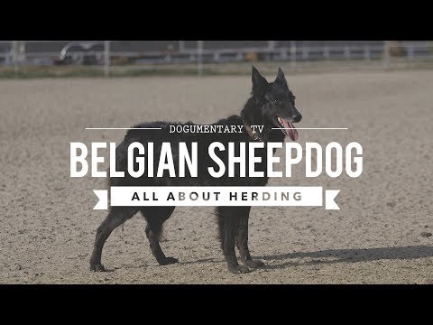 download lagu mp3 mp4 Groenendael, download lagu Groenendael gratis, unduh video klip Groenendael