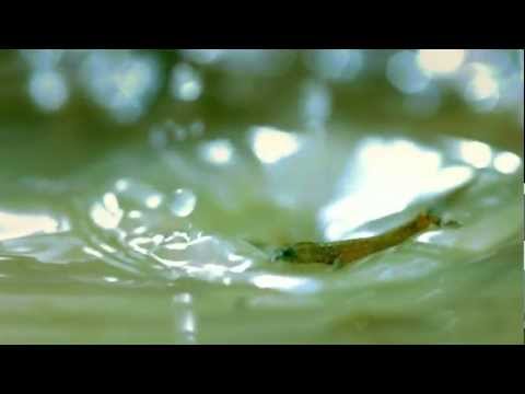 Boards of Canada - Buckie High