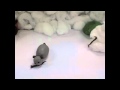 Amy Elkin Sara Arnold Stop Motion