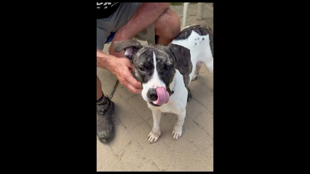 Enlarge Julian, a Adoptable mixed breed in Shippenville, PA video 5/5
