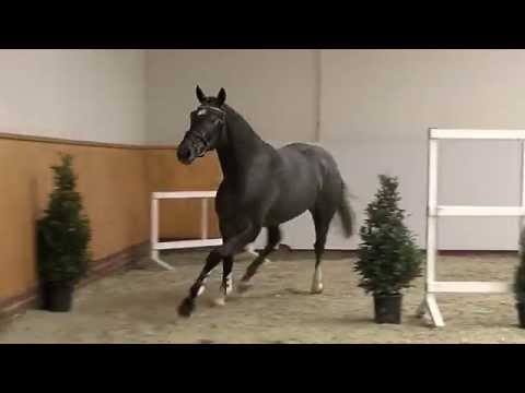 H v Cador x Korsar I