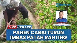 Panen Cabai Turun 50 Persen di OKI, Petani Keluhkan Serangan Penyakit Patah Ranting