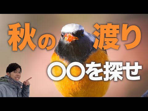 庭の鳥の見分け方は？フランスで一般的な 10 種以上の種の名前と写真  庭園