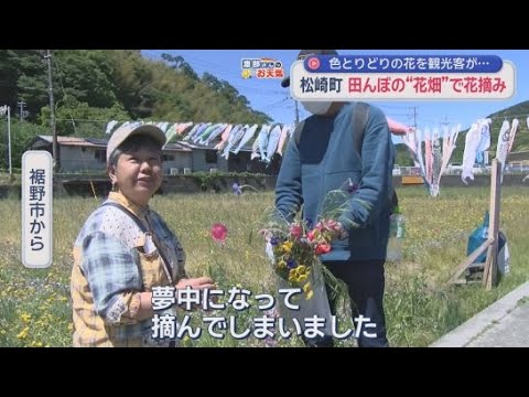 YouTube Video 観光客大喜び「夢中になって摘んだ」　農閑期の田んぼを使ったお花畑で自由に花摘み　静岡・松崎町　