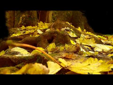 Tomnatec ...te iubesc!