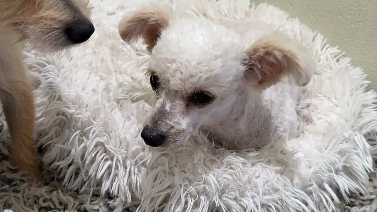 Margarita, an adopted Miniature Poodle in Austin, TX video 4/4