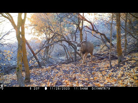 Lens Fog Buck