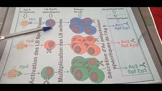 Les LT et LB : clone lymphocytaire  récepteurs (T