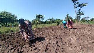 Typical African village life// planting season here is,, planting G.unts for our school village