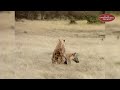 Hyenas Mating In Ol Kinyei Conservancy Maasai Mara