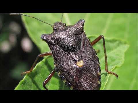 Stvari Koje bi Trebalo da Znate o Smrdibubama