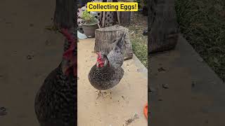 How Many Eggs Did We Get Today? #vlog #fun #chicken #backyardanimals #home