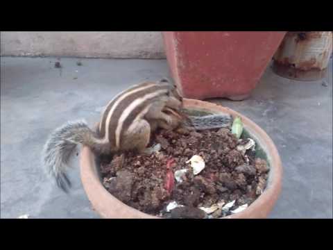 Mommy Squirrel finds out her baby is safe Watch what happens next!