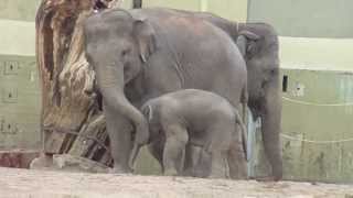 Sweet Baby Elephant Lola will live for ever in our hearts-Born on Oct 28,2011,died on Jan 21,2012