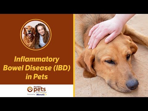 Inflammatory Bowel Disease (IBD) in Pets