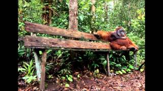 Bob James - Pure Imagination