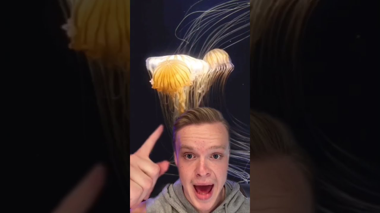 How do jellyfish get rid of their waste? Tipseri