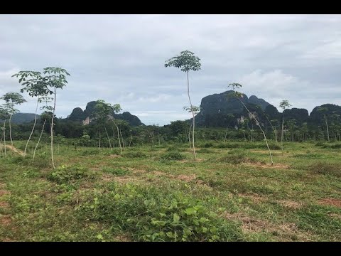 Over 28 Rai of Flat Land with Beautiful Mountain Views for Sale in Khao Thong