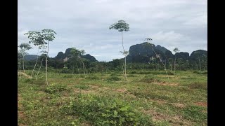 Over 28 Rai of Flat Land with Beautiful Mountain Views for Sale in Khao Thong