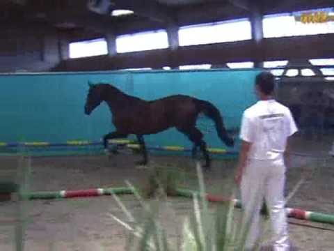 quack label dressage 2005