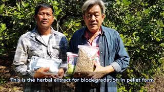 62 01 27 การใช้สารสกัดสมุนไพรช่วยย่อยสลายในสวนเงาะและมังคุด ตราด