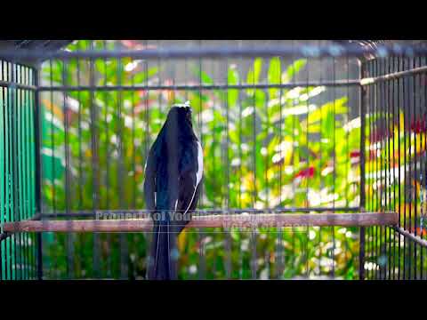 Sangat Istimewa Suaranya!! Kacer Lain Jika Dengar Pasti Auto Gacor Ngobra Ngotot || Voice of Kacer