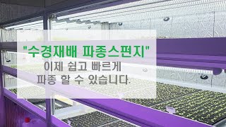 수경재배방법 스펀지파종 - 이제 손쉽게 수경재배 파종하세요~(feat.아쿠아포닉스 서유채)