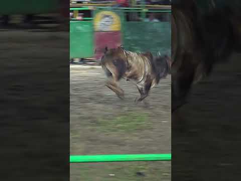 Monta de toros Rodeo El Segoviano San Fernando Nueva Segovia
