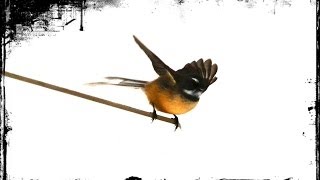 preview picture of video 'Home invasion by repeat offender, Fred the fantail, the frequent flyer!'