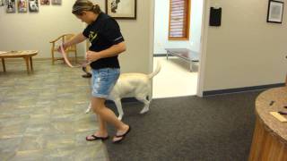 preview picture of video 'ACL Injury in dog fit with knee brace.MP4'