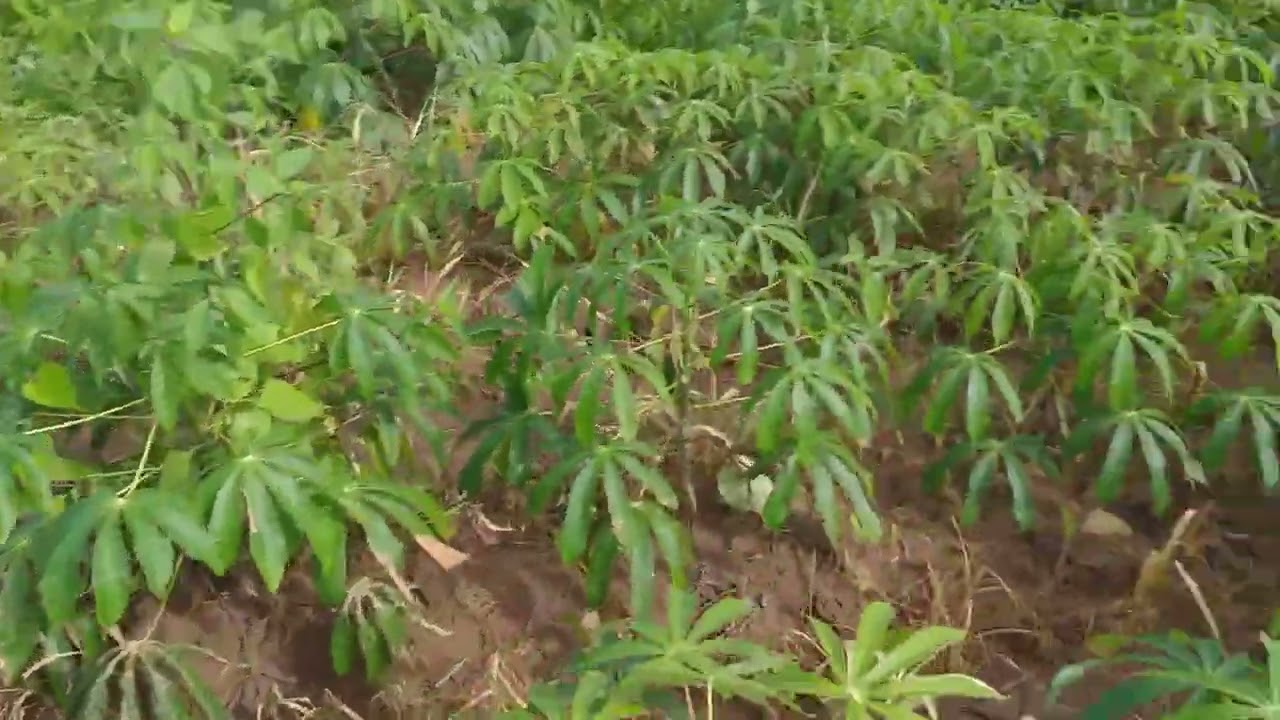 resultado do herbicida na plantação de mandioca