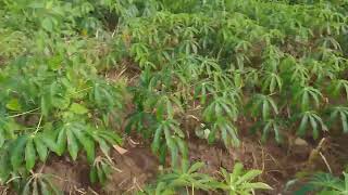 resultado do herbicida na plantação de mandioca