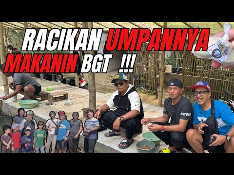 UMPAN SAKTI BUAT MAIN IKAN MAS PELAMPUNGAN DIKOLAM KECIL