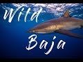 Wild Baja, Mexico - Diving with Sharks, Whales, Dolphins, Sea Lions, Mobulas