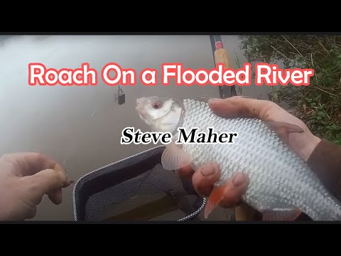 Catching Roach On A Flooded River