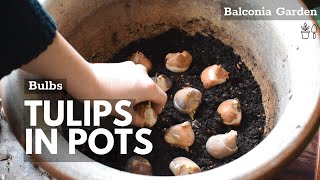 How To Plant Tulips in Large and Small Pots/Containers 🌿 Balconia Garden