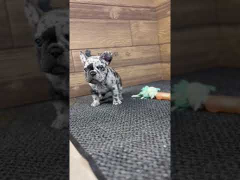 Video 4