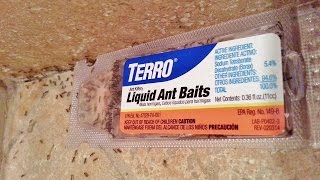 Best way to kill ants(get rid of ants) - Time Lapse Terro