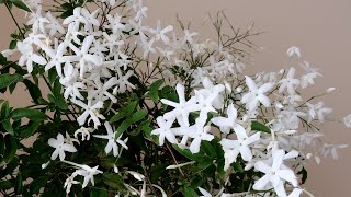 White Jasmine Prune and Repot - Chinese, Star ~ Winter Jasmin ~Jasminum polyanthum - White Jasmine
