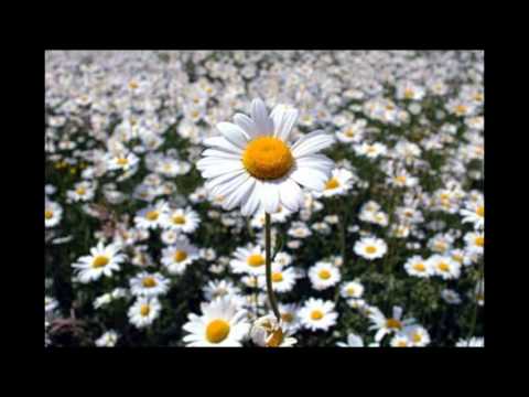 When Death Comes - Mary Oliver