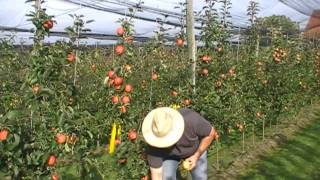 Der Apfel Paradis Sierra