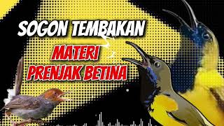 Download lagu MASTERAN SOGON‼️ TEMBAKAN PRENJAK BETINA ASLI #sogon #sogongacor #masteransogon #sogokontong mp3