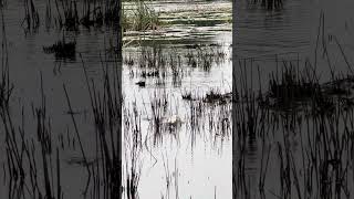 Download lagu Serangan Ikan Gabus Tak Terduga Setelah Melempar Umpan 🎣 #memancing mp3