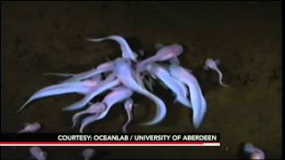 James Cameron Descends 7 Miles Into Pacific Ocean's 'Desolate' Mariana Trench