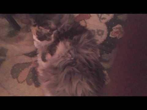 Iza the Norwegian Forest Cat - Blue Turtle