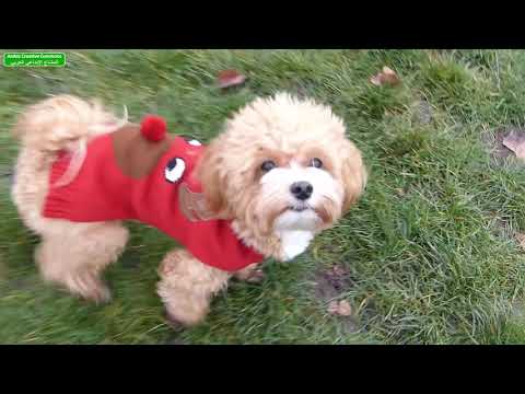 كلاب فيديو رقم 1